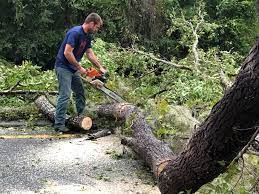 How Our Tree Care Process Works  in  Fillmore, CA